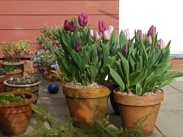 Tulips In Pots