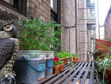 Urban Container Gardening