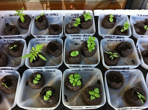 Vegetable Seedlings