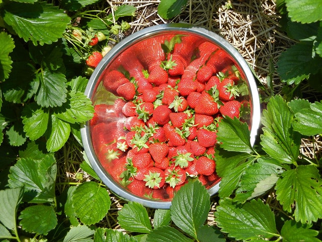Vertical Strawberry Planter