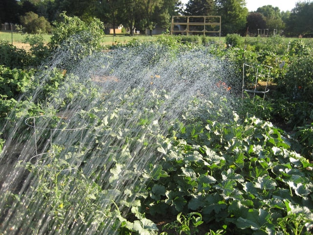 Watering Garden Drought