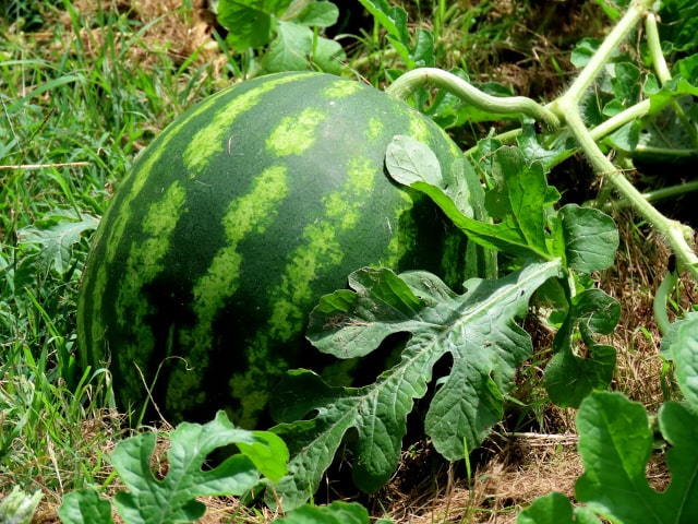 Watermelon Pruning