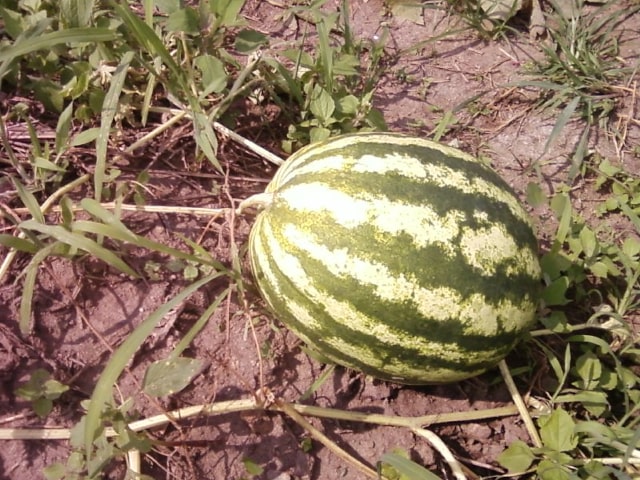 Watermelons Growing