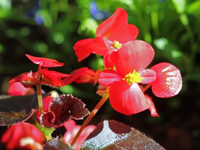 Wax Begonias From Seed