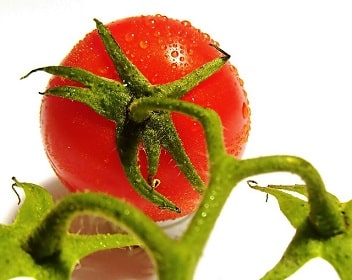 Wet Tomato