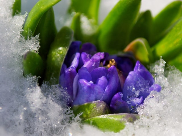 Winter Flowering Bulbs