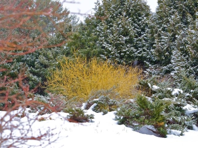 Winter Garden Color