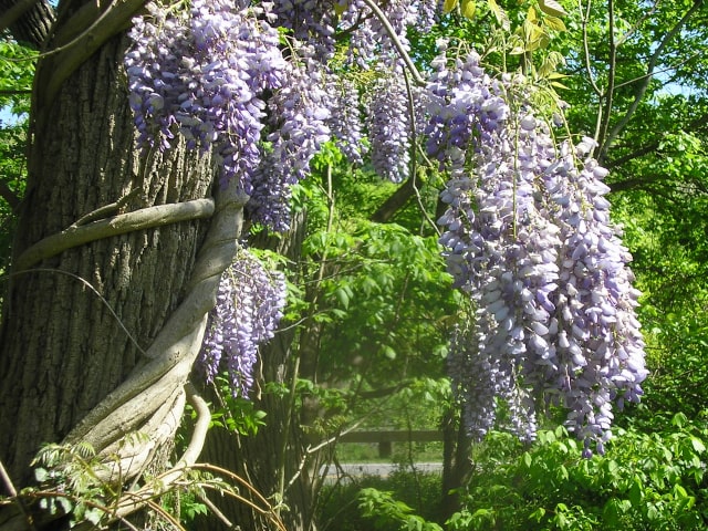 Wisteria Flowring